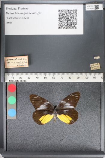Media type: image;   Entomology 130338